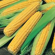 Sweet Corn Exporter
